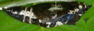 Pupae